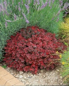 Berberis thunbergii Atropurpurea Nana C 25-  30