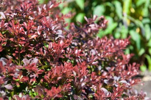 Berberis thunbergii Atropurpurea Nana C 25-  30