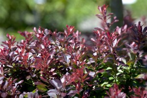 Berberis thunbergii Atropurpurea Nana C 25-  30