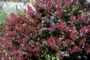 Berberis thunbergii Atropurpurea Nana C 25-  30