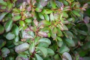 Berberis thunbergii Atropurpurea Nana C 25-  30