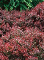 Berberis thunbergii Atropurpurea Nana C 25-  30