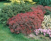 Berberis thunbergii Atropurpurea Nana C 25-  30