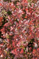 Berberis thunbergii Atropurpurea Nana C 25-  30