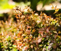 Berberis thunbergii Atropurpurea Nana C 25-  30