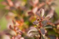 Berberis thunbergii Atropurpurea Nana C 25-  30