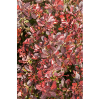 Berberis thunbergii Atropurpurea Nana 30- 40 cm