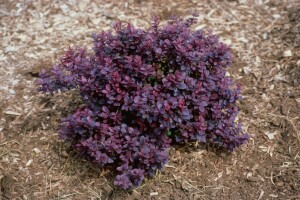 Berberis thunbergii Concorde 15- 20 cm