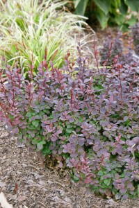 Berberis thunbergii Concorde 15- 20 cm