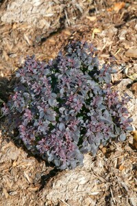 Berberis thunbergii Concorde 15- 20 cm