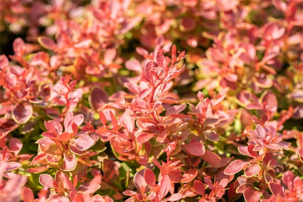 Berberis thunbergii Coral C 25-  30