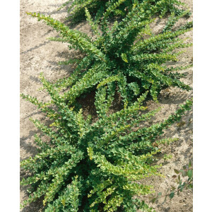 Berberis thunbergii Green Carpet C 20-  30