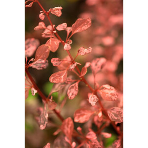 Berberis thunbergii Rose Glow 30- 40 cm