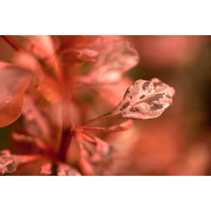 Berberis thunbergii Rose Glow C 30-  40