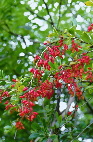 Berberis vulgaris C 25-  30