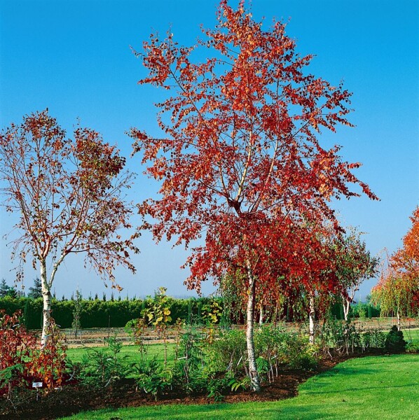 Betula pendula Royal Frost 100- 125 cm