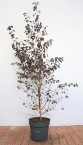 Betula pendula Royal Frost 100- 125 cm