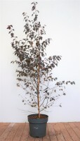 Betula pendula Royal Frost 100- 125 cm