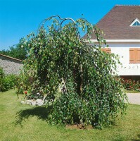 Betula pendula Youngii C5 Stamm  Krone 80-