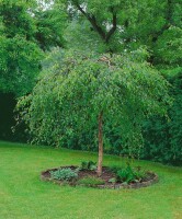 Betula pendula Youngii C5 Stamm  Krone 80-