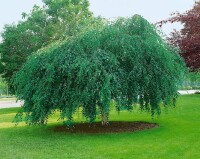 Betula pendula Youngii C5 Stamm  Krone 80-