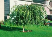 Betula pendula Youngii C5 Stamm  Krone 80-