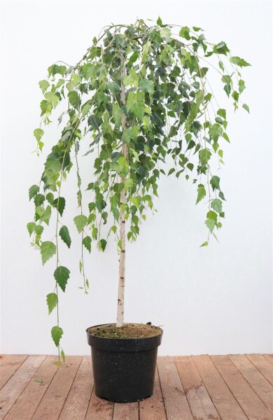 Betula pendula Youngii Sta C 5  Krone mehrj.   Sth. 100-