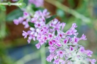 Buddleja alternifolia Unique ® 40- 60 cm