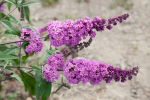 Buddleja davidii Border Beauty 60-  80 cm