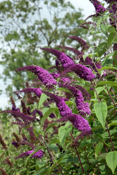 Buddleja African Queen 60- 100 cm