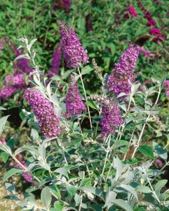 Buddleja Lochinch 40- 60 cm