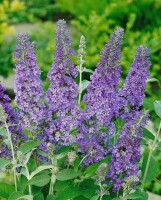 Buddleja Lochinch 40- 60 cm