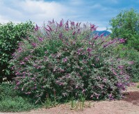 Buddleja Lochinch 40- 60 cm