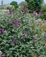 Buddleja Lochinch 40- 60 cm