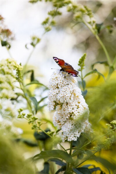 Buddleja Peace 60- 100 cm