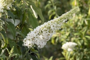 Buddleja Peace 60- 100 cm