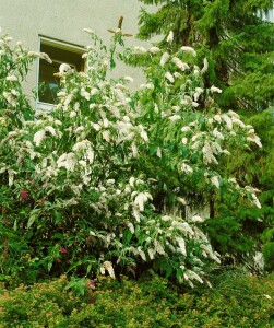 Buddleja Peace 60- 100 cm