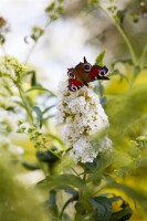 Buddleja Peace 60- 100 cm