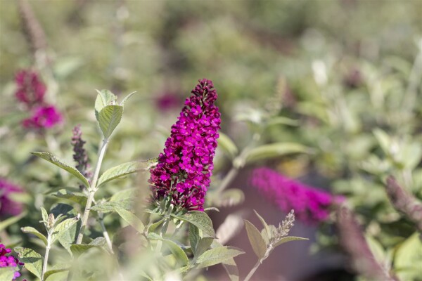 Buddleja Red Chip  -S- 40- 60 cm