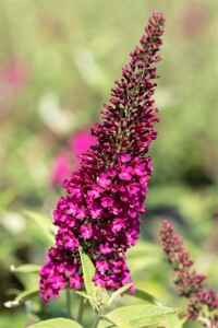 Buddleja Red Chip  -S- 40- 60 cm