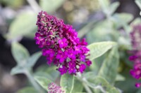 Buddleja Red Chip  -S- 40- 60 cm