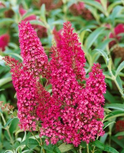 Buddleja Summer Beauty 3 L 40-  60