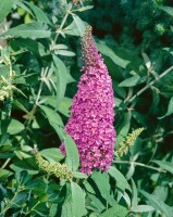 Buddleja Summer Beauty 3 L 40-  60