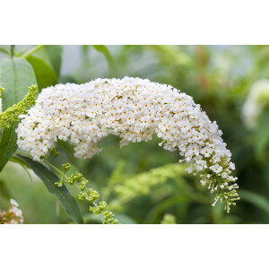 Buddleja White Bouquet 40- 60 cm