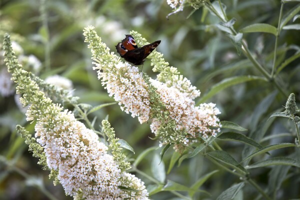 Buddleja White Profusion 40- 60 cm