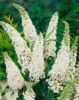 Buddleja White Profusion 40- 60 cm