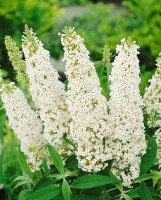 Buddleja White Profusion 40- 60 cm