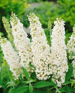 Buddleja White Profusion 60- 100 cm