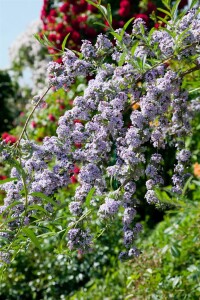 Buddleja alternifolia 40- 60 cm