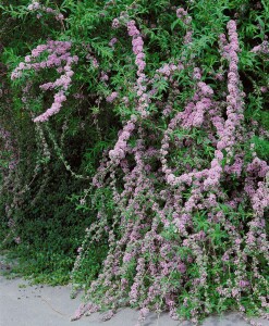 Buddleja alternifolia 40- 60 cm